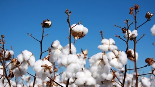 精心培育生機(jī)天然好棉,c a帶來環(huán)保時尚新主張