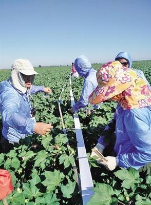 棉田環(huán)保新思路 新疆農(nóng)墾科學(xué)院推動(dòng)害蟲(chóng)天敵培育，減少農(nóng)藥使用