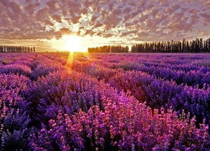 新疆伊犁 自然美景引矚目，環保挑戰需共擔