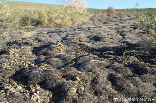 7月7日上海早新聞聚焦新疆環(huán)保新舉措 守護(hù)綠洲，共建美麗中國